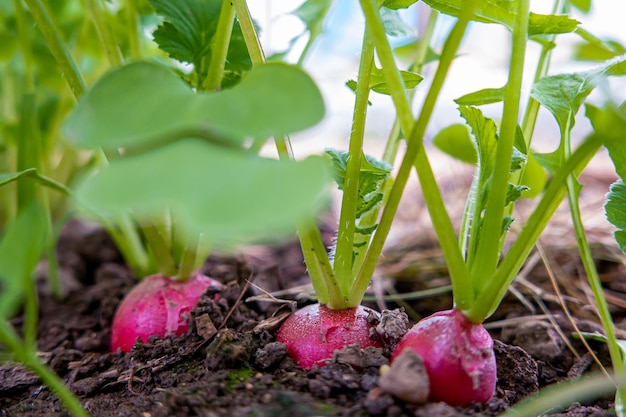 Fresh young radishes in a bed