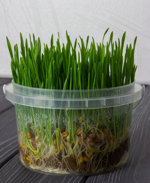 Fresh young sprouts of wheat microgreens growing in a plastic box