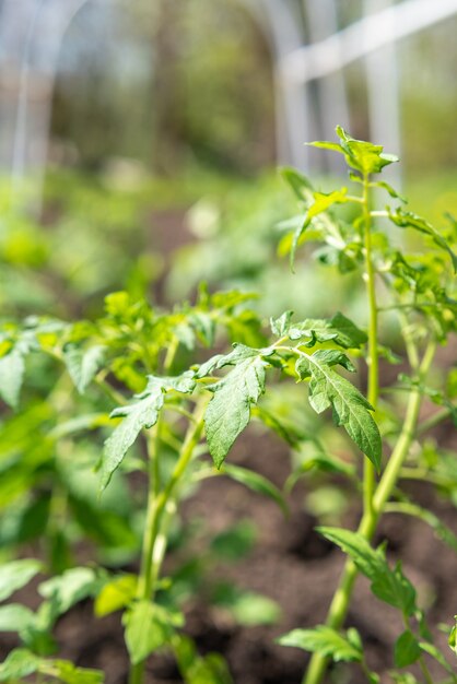 Fresh and young tomato seedlings planted in a garden bed inside a greenhouse in a village in spring