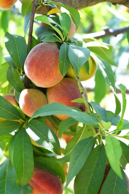 Fresh young unripe Peach fruits on a tree branch with leaves closeup A bunch of unripe Peaches