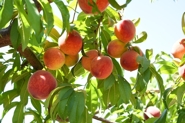 Fresh young unripe Peach fruits on a tree branch with leaves closeup A bunch of unripe Peaches