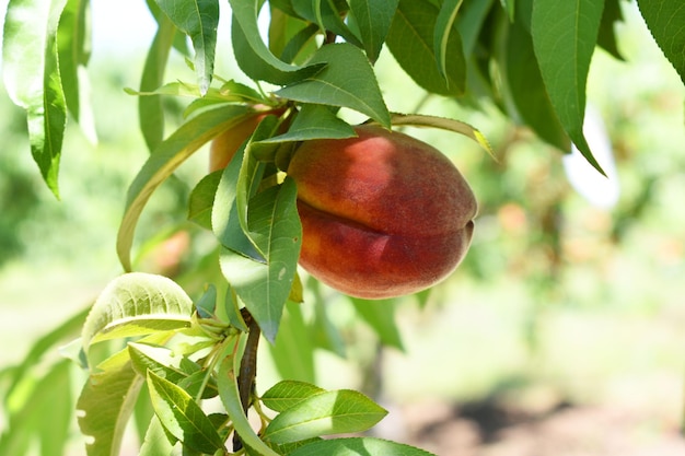 Fresh young unripe Peach fruits on a tree branch with leaves closeup A bunch of unripe Peaches