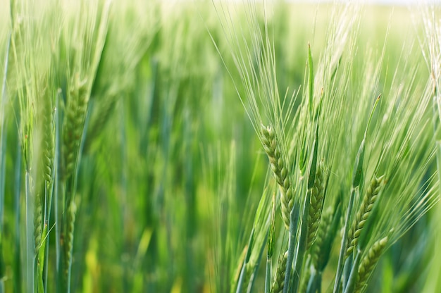 Fresh young wheat ears in the morning light close-up