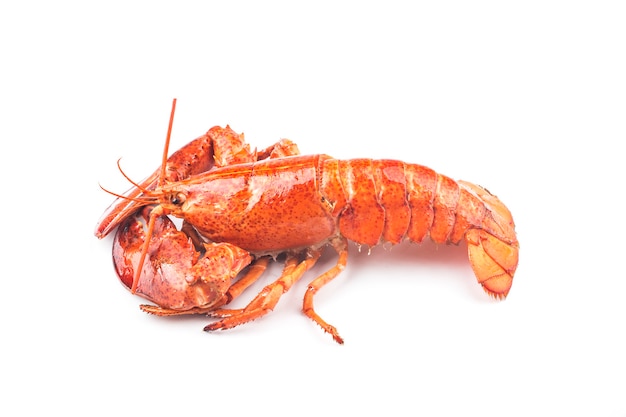 A freshly cooked Boston lobster