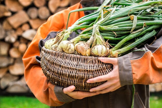 Freshly dug onion bulbs in hands. Fresh bulbs with tops. onion plantation in the vegetable garden ag