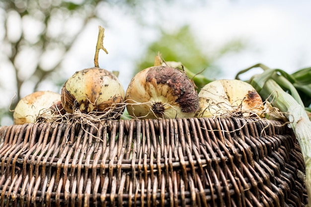 Freshly dug onion bulbs on the wood. Vegetable garden agriculture. Onion stored in basket