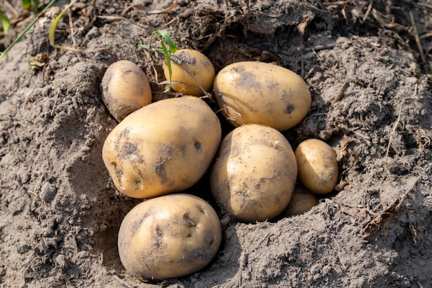 Freshly dug potatoes in a farm field on the ground closeup in the concept of growing food