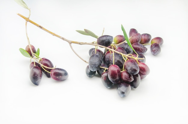 Freshly harvested fresh olives on white background