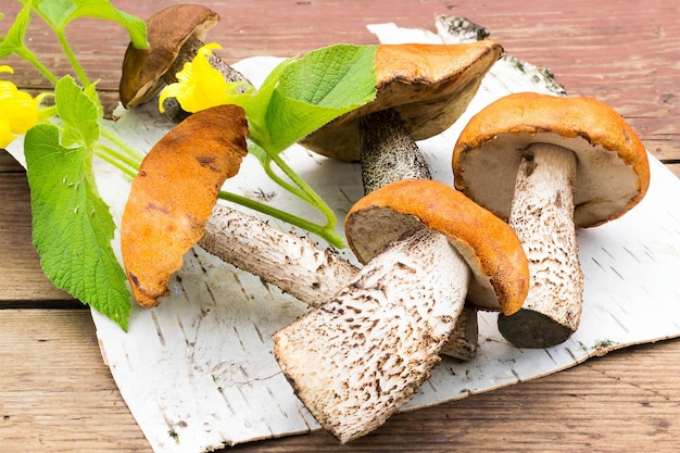 Freshly harvested mushrooms Leccinum Aurantiacum on a birch bark