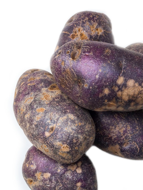 Freshly harvested organic sweet potatoes isolated on white