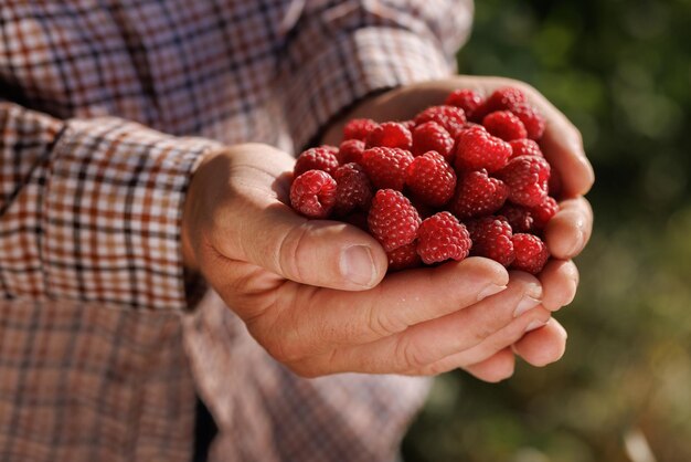 Photo freshly harvested raspberries in hands