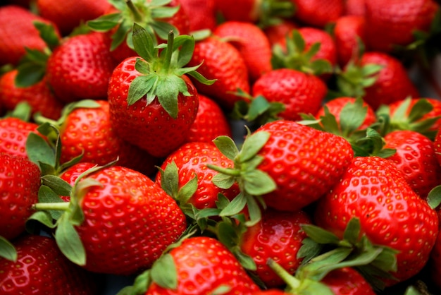 Freshly harvested strawberries