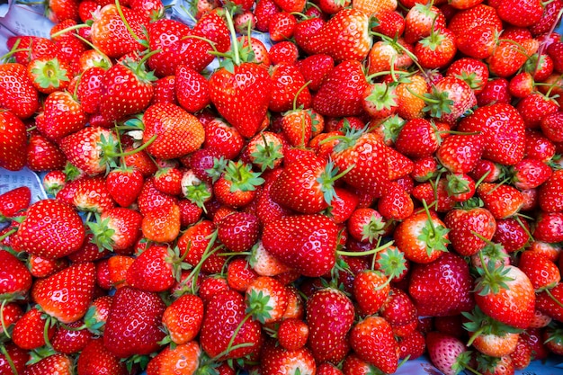 freshly harvested strawberries