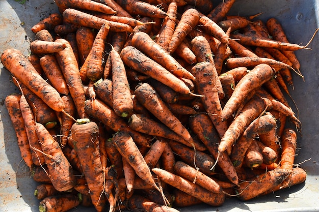 Freshly picked carrots from field in a wheelbarrow