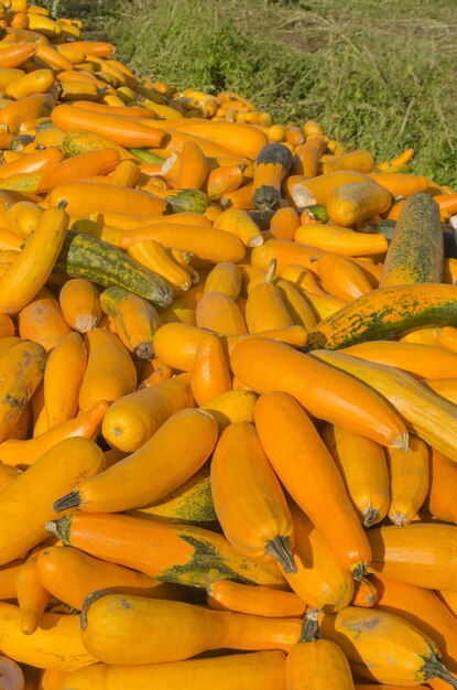 Freshly picked colorful yellow squash Fresh yellow zucchini