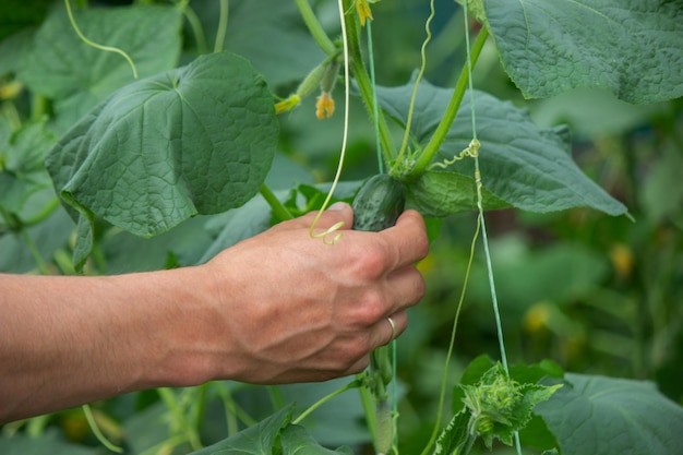 Freshly picked cucumbers in the hands of a farmer