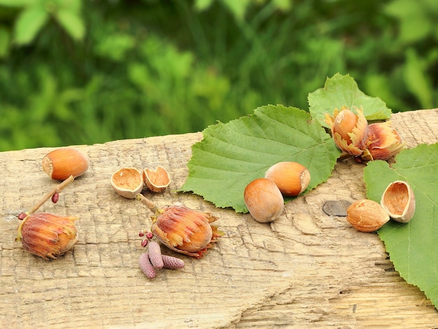 Freshly picked hazelnuts on lying on the old board, on a green background