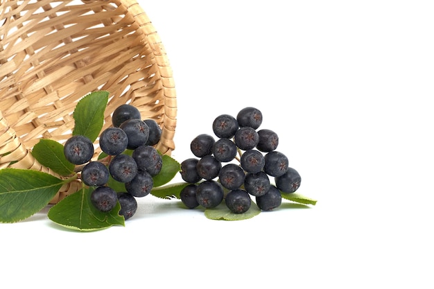 Freshly picked homegrown aronia berries over a white