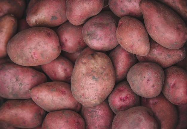 Freshly picked potatoes Harvest on the farm