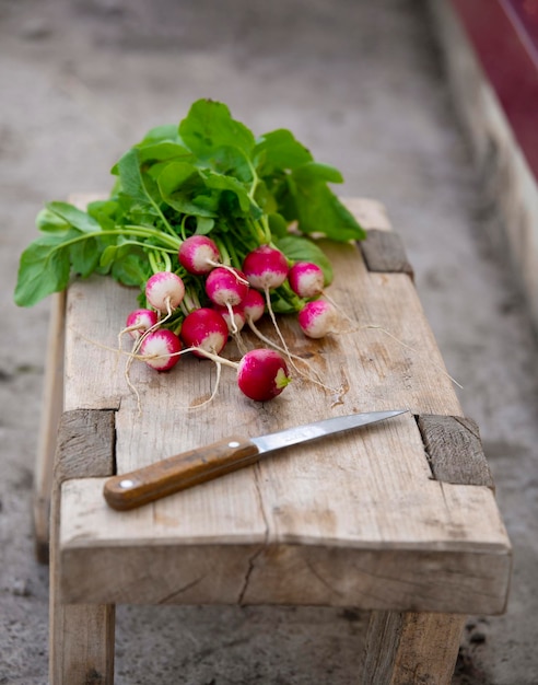 Freshly picked red radish Growing vegetables selective focus