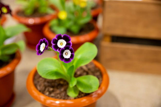 Freshly planted flowerspurplepink and white buds of primrose closeup on blurred background spring plantgarden center or plant nursery catalogue Sale of green spaces