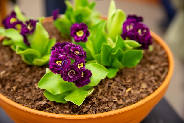 Freshly planted flowerspurplepink and white buds of primrose closeup on blurred background spring plantgarden center or plant nursery catalogue Sale of green spaces