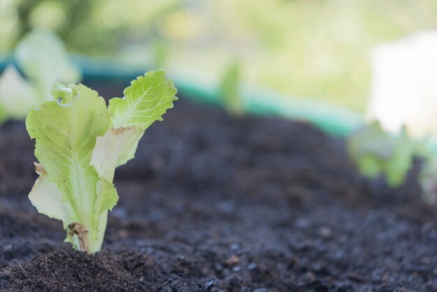 freshly planted lettuce