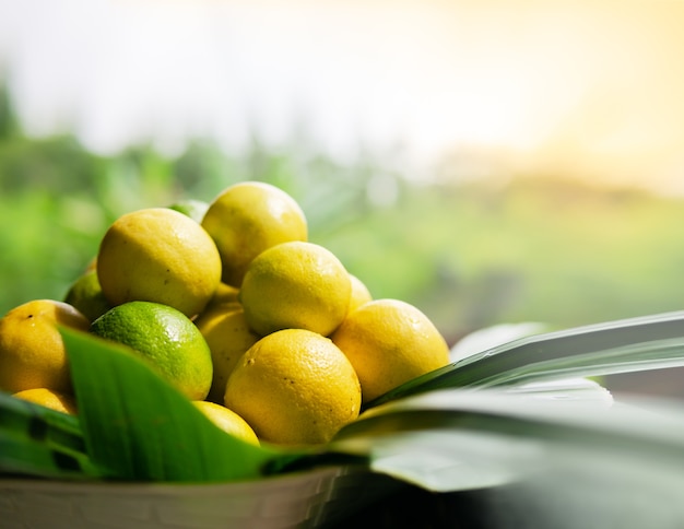 Freshly ripe lemons picked, many lemons in a wicker basket decorate by banana leaves,with 