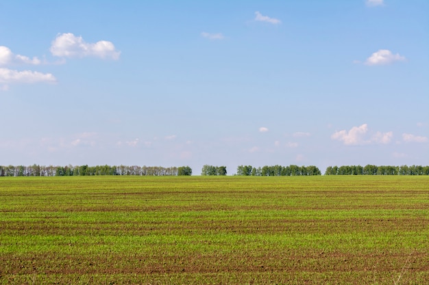 Freshly sown field with young sprouts of crops.