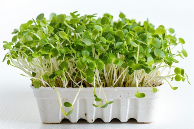 Freshly sprouted sunflower microgreens in a white container