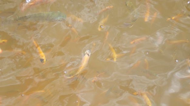 Freshwater fish in the pond with cloudy water Fish farm or fishery pond