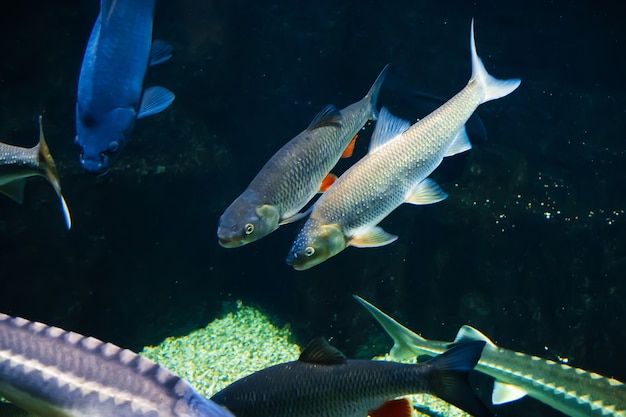 Freshwater river fish under water in the aquarium