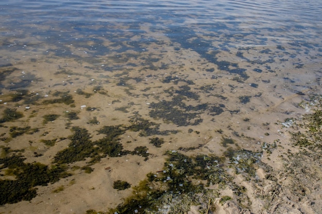 Freshwater shore Clear water at the bottom of which you can see the green water moss