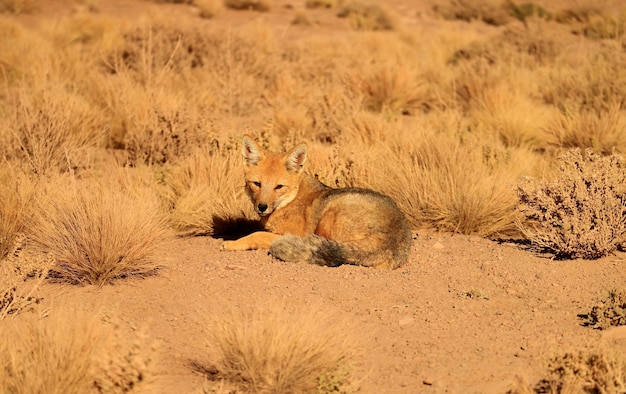 friendly andean fox sunbathing in the field of atacama desert altiplano of northern chile