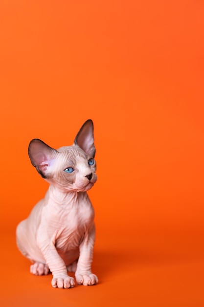 Friendly Canadian Sphynx Cat of seal mink and white color sitting on orange background