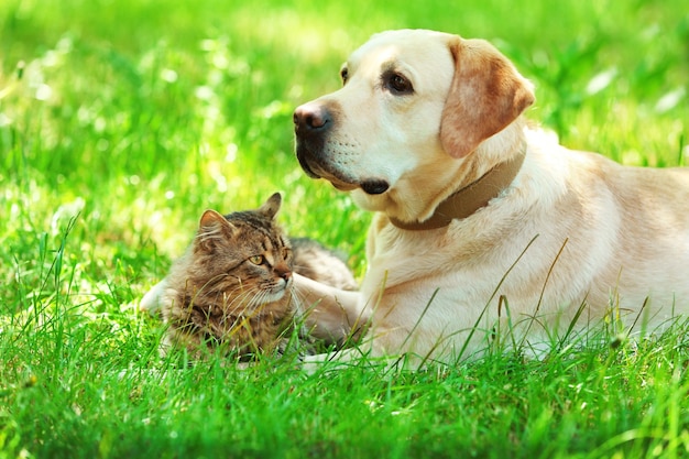 Friendly dog and cat resting over green grass background