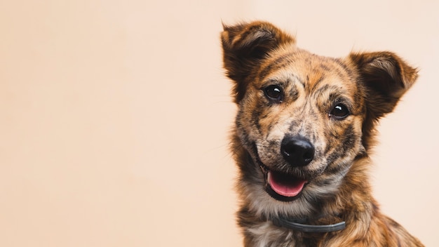 Friendly dog with tongue out copy-space