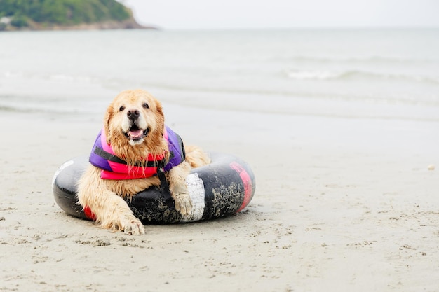 Friendly Golden Retriever dogs in rubber ring resting on tropical beach Friendly pets