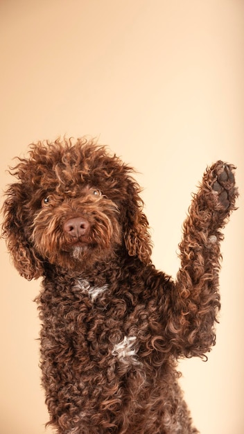 Photo friendly and intelligent water dog that raises its paw on a brown background promotion veterinary concept