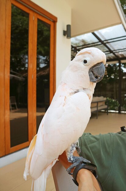 Friendly Pinkish White Salmoncrested Cockatoo Perching on People's Arm