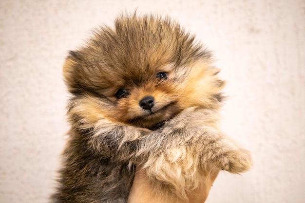 friendly small brown haired dog.