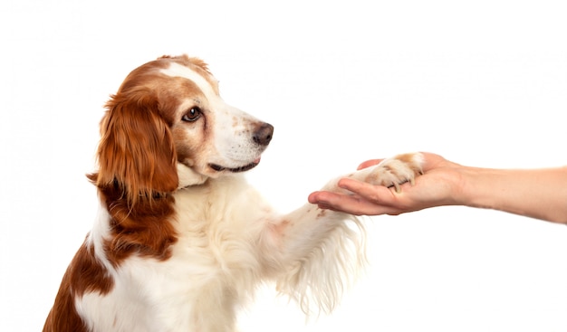 Friendship between a dog and its owner