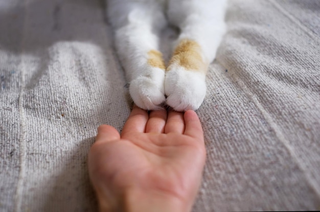 Friendship between human and cat Paws are on the hand