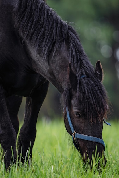 Friesian horseon the green pasture