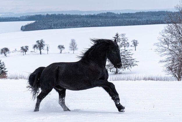 Photo friesian stallion running in winter field black friesian horse runs gallop in winter