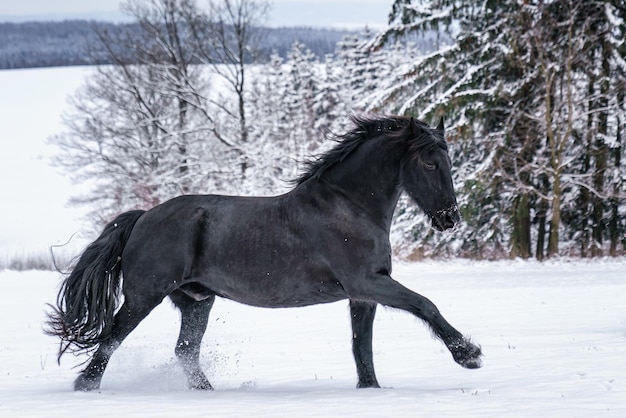 Photo friesian stallion running in winter field black friesian horse runs gallop in winter