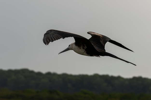 Frigate bird flying in blue sky Large seabird