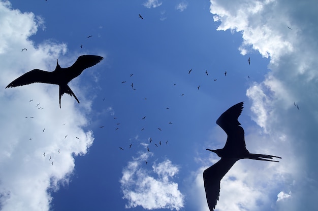 Frigate bird silhouette backlight breeding season