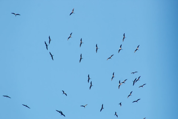 frigate birds in the blue sky of Rio de Janeiro Brazil