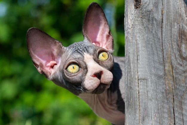 Frightened Sphynx kitten peeps out from behind wooden post and looking up goggling yellow eyes